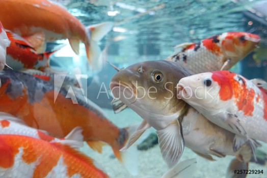 Bild på Fische im Aquarium